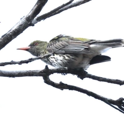 Oriolus sagittatus (Olive-backed Oriole) at Majura, ACT - 4 Nov 2019 by jbromilow50