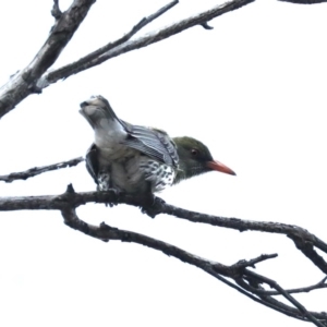 Oriolus sagittatus at Majura, ACT - 4 Nov 2019