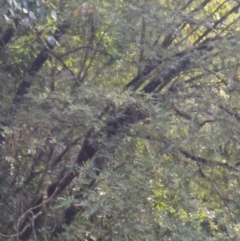 Eucryphia moorei (Pinkwood/Plumwood) at Fitzroy Falls - 7 Dec 2019 by KarenG