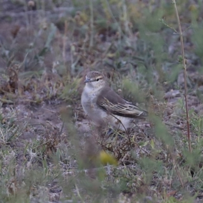 Lalage tricolor (White-winged Triller) at Majura, ACT - 4 Nov 2019 by jb2602