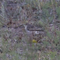 Lalage tricolor at Majura, ACT - 4 Nov 2019 04:46 PM