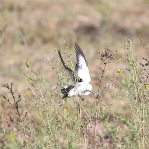 Lalage tricolor at Majura, ACT - 4 Nov 2019 04:46 PM