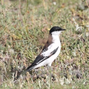 Lalage tricolor at Majura, ACT - 4 Nov 2019 04:46 PM