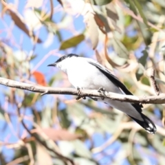 Lalage tricolor at Majura, ACT - 4 Nov 2019 04:46 PM