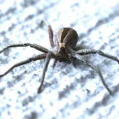 Argoctenus sp. (genus) (Wandering ghost spider) at Ainslie, ACT - 4 Nov 2019 by jb2602