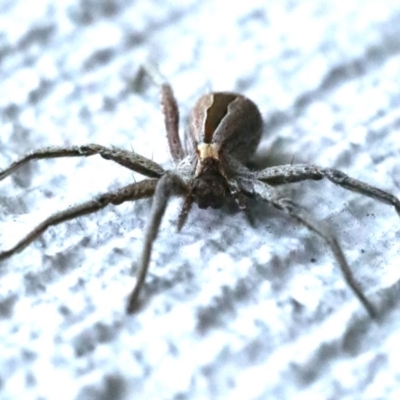 Argoctenus sp. (genus) (Wandering ghost spider) at Ainslie, ACT - 4 Nov 2019 by jbromilow50