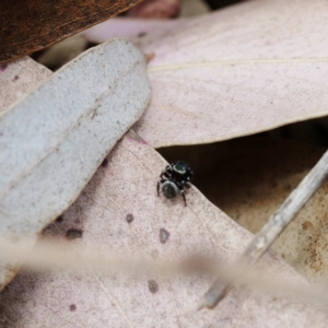 Hasarius adansonii at Fyshwick, ACT - 5 Dec 2019 10:07 AM