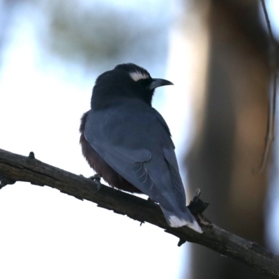 Artamus superciliosus (White-browed Woodswallow) at Mount Ainslie - 4 Nov 2019 by jbromilow50