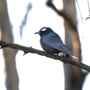 Artamus superciliosus at Mount Ainslie - 4 Nov 2019