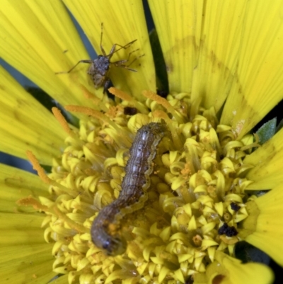 Helicoverpa (genus) (A bollworm) at Spence, ACT - 9 Nov 2019 by JudithRoach