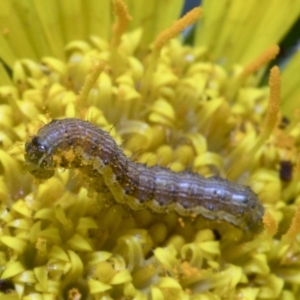 Helicoverpa (genus) at Spence, ACT - 9 Nov 2019