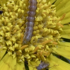 Helicoverpa (genus) at Spence, ACT - 9 Nov 2019