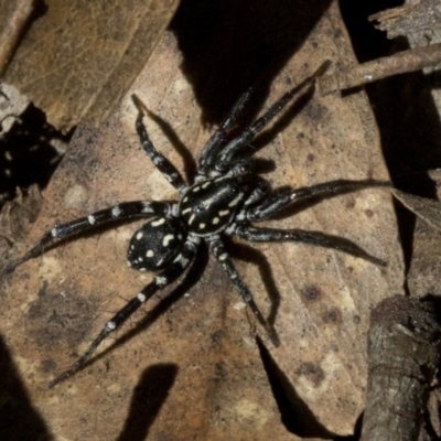 Nyssus albopunctatus (White-spotted swift spider) at Paddys River, ACT - 20 Nov 2019 by JudithRoach