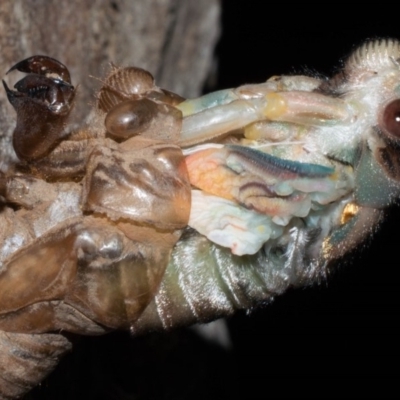Psaltoda moerens (Redeye cicada) at Curtin, ACT - 7 Dec 2019 by BrianH