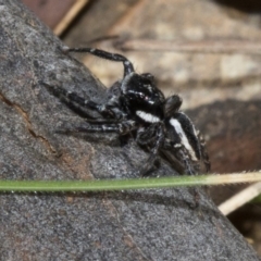 Jotus sp. (genus) (Unidentified Jotus Jumping Spider) at Paddys River, ACT - 19 Nov 2019 by JudithRoach