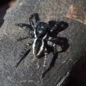 Jotus sp. (genus) at Paddys River, ACT - 20 Nov 2019