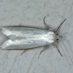 Philobota productella (Pasture Tunnel Moth) at Ainslie, ACT - 5 Nov 2019 by jb2602