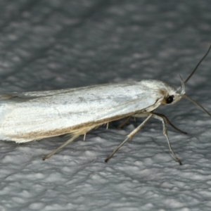 Philobota productella at Ainslie, ACT - 5 Nov 2019 08:51 PM