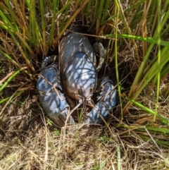 Euastacus sp. (genus) (Spiny crayfish) at Providence Portal, NSW - 9 Dec 2019 by MattM