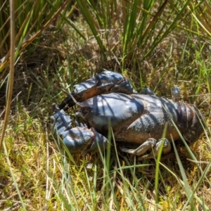 Euastacus sp. (genus) at Providence Portal, NSW - 9 Dec 2019