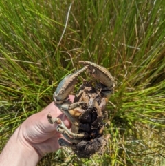 Euastacus sp. (genus) at Providence Portal, NSW - 9 Dec 2019