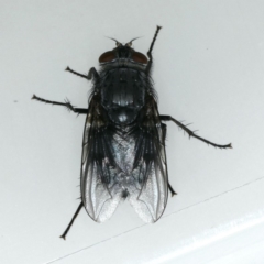 Calliphora vicina (European bluebottle) at Ainslie, ACT - 5 Nov 2019 by jb2602