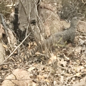 Varanus rosenbergi at Tennent, ACT - suppressed