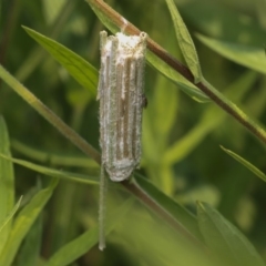 Clania ignobilis (Faggot Case Moth) at ANBG - 9 Dec 2019 by AlisonMilton