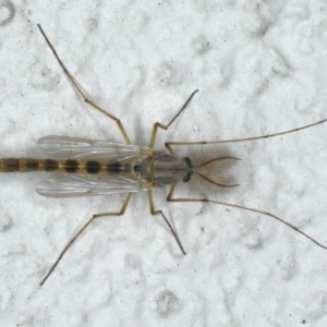 Chironomidae (family) at Ainslie, ACT - 6 Nov 2019