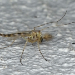 Chironomidae (family) at Ainslie, ACT - 6 Nov 2019 08:36 PM