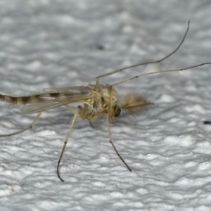 Chironomidae (family) at Ainslie, ACT - 6 Nov 2019