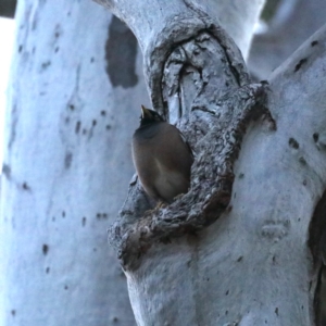 Acridotheres tristis at Ainslie, ACT - 6 Nov 2019