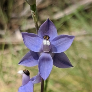 Thelymitra megcalyptra at Kosciuszko National Park, NSW - suppressed