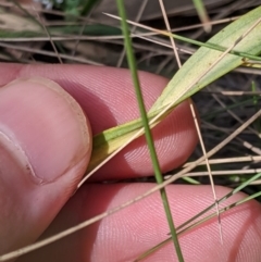 Thelymitra megcalyptra at Kosciuszko National Park, NSW - suppressed