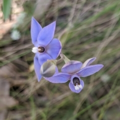 Thelymitra megcalyptra at Kosciuszko National Park, NSW - 9 Dec 2019