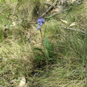 Thelymitra megcalyptra at Kosciuszko National Park, NSW - 9 Dec 2019