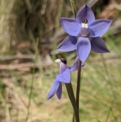 Thelymitra megcalyptra at Kosciuszko National Park, NSW - 9 Dec 2019