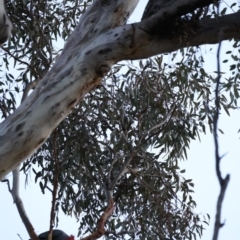 Callocephalon fimbriatum at Ainslie, ACT - suppressed