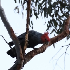 Callocephalon fimbriatum at Ainslie, ACT - suppressed