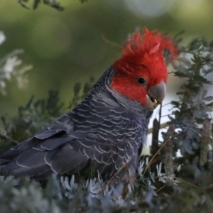 Callocephalon fimbriatum at Ainslie, ACT - suppressed