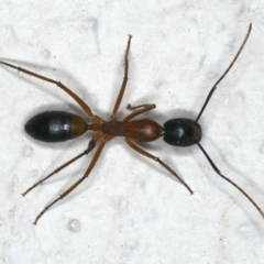 Camponotus consobrinus (Banded sugar ant) at Ainslie, ACT - 7 Nov 2019 by jbromilow50