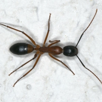 Camponotus consobrinus (Banded sugar ant) at Ainslie, ACT - 7 Nov 2019 by jb2602