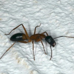 Camponotus consobrinus at Ainslie, ACT - 7 Nov 2019 08:38 PM