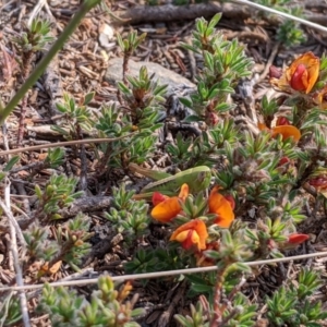 Kosciuscola cognatus at Adaminaby, NSW - 9 Dec 2019