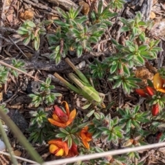 Kosciuscola cognatus at Adaminaby, NSW - 9 Dec 2019