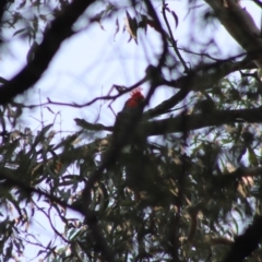 Callocephalon fimbriatum (Gang-gang Cockatoo) at Mongarlowe, NSW - 7 Dec 2019 by LisaH