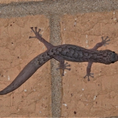 Christinus marmoratus (Southern Marbled Gecko) at Wanniassa, ACT - 9 Dec 2019 by JohnBundock