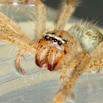 Neosparassus diana at Kambah, ACT - 9 Dec 2019 by Marthijn