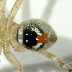 Neosparassus diana at Kambah, ACT - 9 Dec 2019