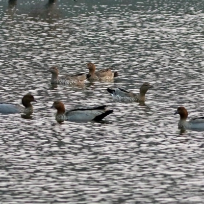 Chenonetta jubata (Australian Wood Duck) at Greenway, ACT - 8 Dec 2019 by RodDeb